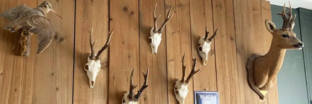 Préparation d’un massacre de cerf, chevreuil, chamois, isard ou mouflon