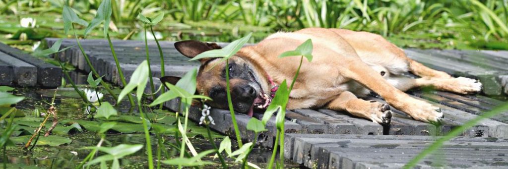 Comment rafraîchir son chien lors de fortes chaleurs ?