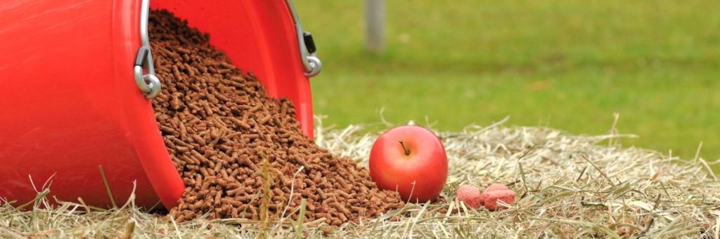 Le guide des compléments alimentaires pour chevaux