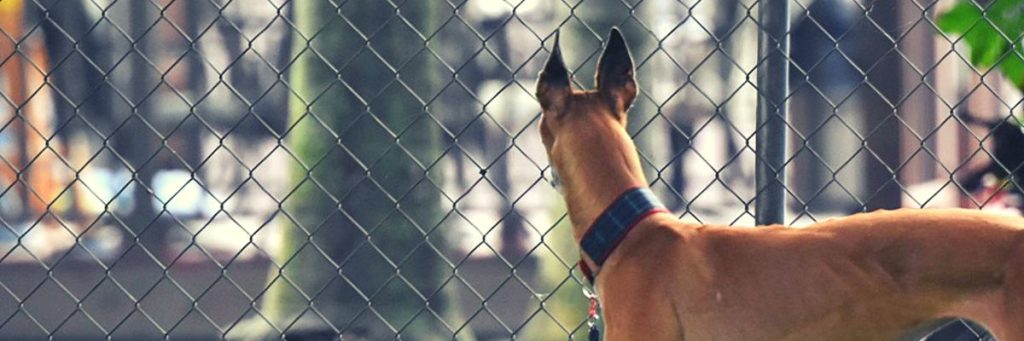 Comment installer et utiliser un système anti-fugue pour chien ?