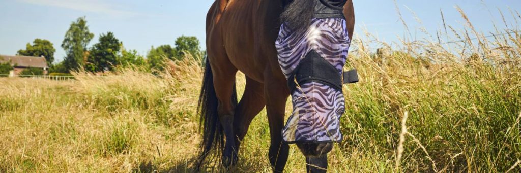 Comment protéger les chevaux des insectes en été ?