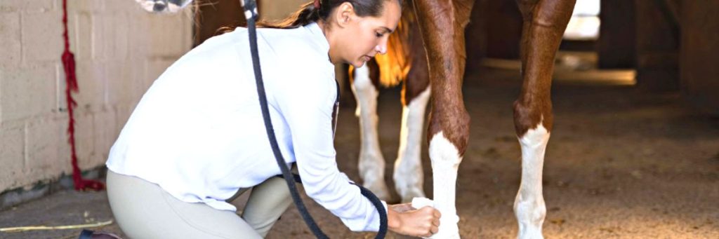 Tout savoir sur les soins des membres du cheval